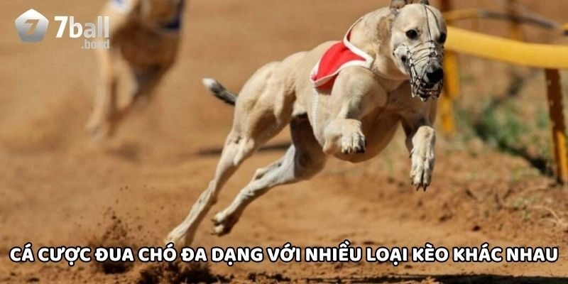 Cá Cược Đua Chó đa dạng với nhiều loại kèo khác nhau