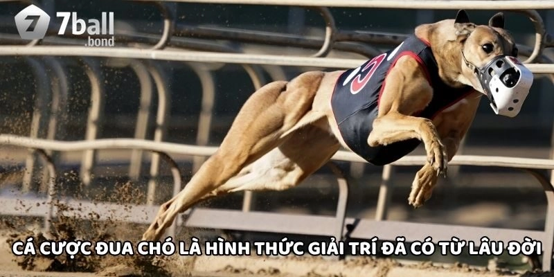 Cá Cược Đua Chó là hình thức giải trí đã có từ lâu đời