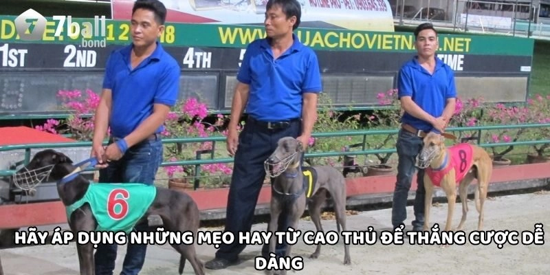 Hãy áp dụng những mẹo hay từ cao thủ để thắng cược dễ dàng